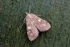 Udea olivalis, adult. Taken outside Durham, 10-07-2006. Copyright Keith Dover.