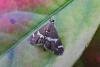 Spoladea recurvalis, adult. Chester-le-Street, 08-10-2023. Copyright Keith Dover.