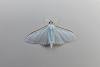 Palpita vitrealis, adult. Chester-le-Street, 17-10-2021. Copyright Keith Dover.
