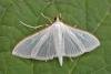 Palpita vitrealis, adult. Chester-le-Street, 09-08-2015. Copyright Keith Dover.