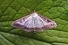 Box-tree Moth (Cydalima perspectalis), adult. Chester-le-Street, 11-08-2020. Copyright Keith Dover.