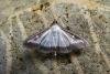 Box-tree Moth (Cydalima perspectalis), adult. Chester-le-Street, 11-08-2020. Copyright Keith Dover.
