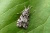 Eudonia lacustrata, adult. Chester-le-Street, 06-06-2008. Copyright Keith Dover.