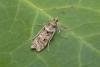 Eudonia angustea, adult. Chester-le-Street, 12-09-2015. Copyright Keith Dover.