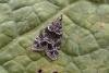 Eudonia mercurella, adult. Taken outside Durham, 04-07-2007. Copyright Keith Dover.