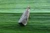 Eudonia pallida, adult. Greatham Creek, 03-08-2013. Copyright Keith Dover.