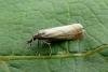 Garden Grass-veneer (Chrysoteuchia culmella), adult. Taken outside Durham, 02-07-2008. Copyright Keith Dover.