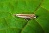 Crambus pascuella, adult. Chester-le-Street, 05-07-2014. Copyright Keith Dover.