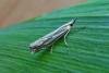 Crambus pratella, adult. Taken outside Durham, 03-08-2013. Copyright Keith Dover.