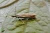 Crambus lathoniellus, adult. Cater House Colliery, 16-06-2014. Copyright Keith Dover.
