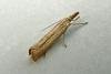 Agriphila straminella, adult. Chester-le-Street, 10-08-2012. Copyright Keith Dover.