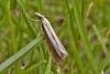 Catoptria margaritella, adult. Taken outside Durham, 01-08-2007. Copyright Keith Dover.