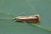 Catoptria margaritella, adult. Taken outside Durham, 17-07-2021. Copyright Keith Dover.