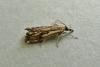 Catoptria falsella, adult. Chester-le-Street, 18-07-2009. Copyright Keith Dover.