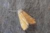 Brown China-mark (Elophila nymphaeata), adult. Chester-le-Street, 05-07-2007. Copyright Keith Dover.