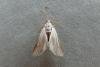 Water Veneer (Acentria ephemerella), adult. Chester-le-Street, 01-07-2009. Copyright Keith Dover.