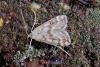 Ringed China-mark (Parapoynx stratiotata), adult, male. Taken outside Durham, 26-07-2006. Copyright Keith Dover.
