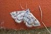 Beautiful China-mark (Nymphula nitidulata), adult. 26-07-2006. Copyright Keith Dover.