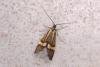 Nemophora degeerella, adult. Taken outside Durham, 19-06-2007. Copyright Keith Dover.
