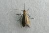 Cauchas rufimitrella, adult. Taken outside Durham, 21-05-2009. Copyright Keith Dover.