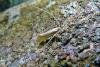 Nematopogon schwarziellus, adult. Taken outside Durham, 12-06-2010. Copyright Keith Dover.