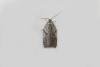 Acleris schalleriana, adult. Edmondsley Wood, 13-03-2024. Copyright Keith Dover.