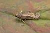 Aroga velocella, adult. Chester-le-Street, 17-07-2019. Copyright Keith Dover.