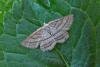 Grass Wave (Perconia strigillaria), adult. West Moor Plantation, 24-06-2020. Copyright Keith Dover.