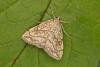 Evergestis pallidata, adult. Chester-le-Street, 25-07-2025. Copyright Keith Dover.