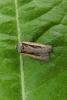 Oak Nycteoline (Nycteola revayana), adult. Chester-le-Street, 23-05-2017. Copyright Keith Dover.