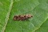 Spotted Shoot Moth (Rhyacionia pinivorana), adult. Chester-le-Street, 18-06-2017. Copyright Keith Dover.
