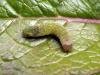 Angle Shades (Phlogophora meticulosa), larval. Taken outside Durham, 01-05-2005. Copyright Keith Dover.
