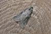 Anomalous (Stilbia anomala), adult. 04-08-2014. Copyright Keith Dover.