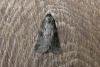 Anomalous (Stilbia anomala), adult. 04-08-2014. Copyright Keith Dover.