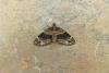 Barred Carpet (Martania taeniata), adult. Comb Bridges, 06-07-2017. Copyright Keith Dover.