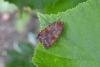 Barred Chestnut (Diarsia dahlii), adult. Chester-le-Street, 06-08-2017. Copyright Keith Dover.