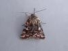 Beautiful Yellow Underwing (Anarta myrtilli), adult. Knitsley Fell, 28-04-2007. Copyright Keith Dover.