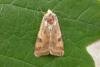 Bordered Straw (Heliothis peltigera), adult. Chester-le-Street, 29-08-2015. Copyright Keith Dover.