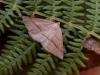 Brown Silver-line (Petrophora chlorosata), adult. Taken outside Durham, 29-07-2004. Copyright Keith Dover.