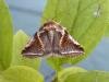 Buff Arches (Habrosyne pyritoides), adult. Chester-le-Street, 28-06-2006. Copyright Keith Dover.