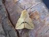 Buff Ermine (Spilosoma lutea), adult. Taken outside Durham, 20-06-2006. Copyright Keith Dover.