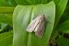 Bulrush Wainscot (Nonagria typhae), adult. Chester-le-Street, 11-09-2020. Copyright Keith Dover.