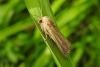Bulrush Wainscot (Nonagria typhae), adult. Chester-le-Street, 08-08-2018. Copyright Keith Dover.