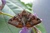 Burnet Companion (Euclidia glyphica), adult. Taken outside Durham, 28-05-2012. Copyright Keith Dover.