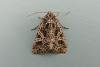Campion (Sideridis rivularis), adult. Chester-le-Street, 01-09-2014. Copyright Keith Dover.