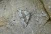 Chalk Carpet (Scotopteryx bipunctaria), adult. Fulwell Quarry, 13-07-2012. Copyright Keith Dover.