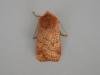 Chestnut (Conistra vaccinii), adult. Chester-le-Street. Copyright Keith Dover.