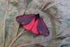 Cinnabar (Tyria jacobaeae), adult. Chester-le-Street, 16-06-2018. Copyright Keith Dover.