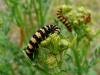 Cinnabar (Tyria jacobaeae), larval. Taken outside Durham, 17-07-2008. Copyright Keith Dover.