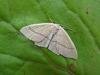 Clay Triple-lines (Cyclophora linearia), adult. Framwellgate Moor, 06-08-2009. Copyright Keith Dover.